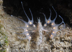 Baby Lionfish *2cm* by Adolfo Maciocco 